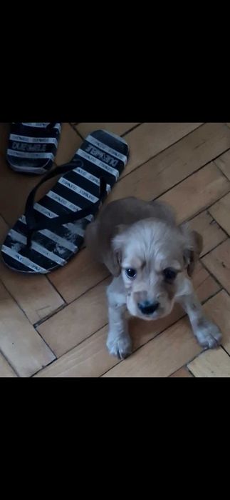 Английски кокер шпаньол