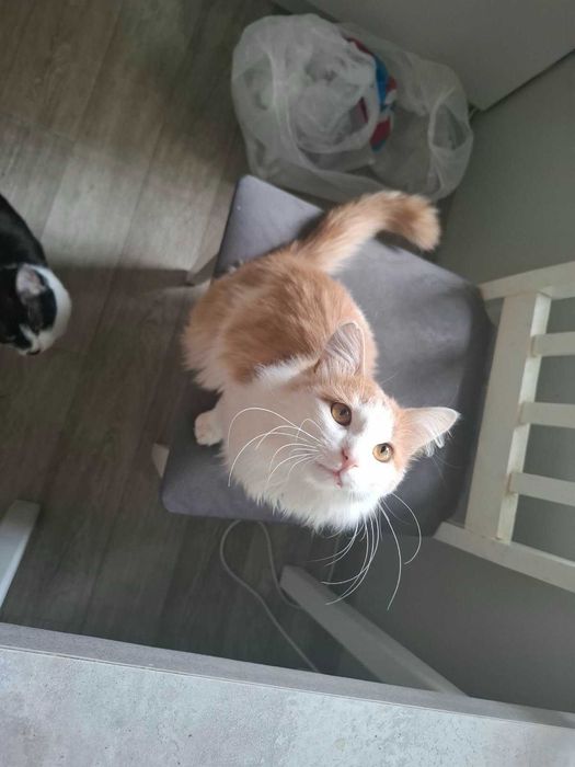 Замечательный молодой котик в добрые руки!