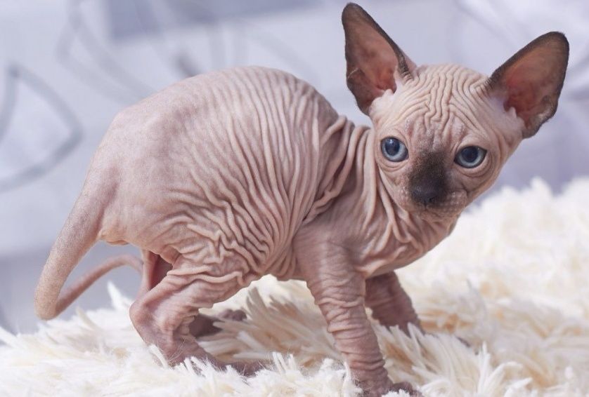 Продажа котят  сфинкса