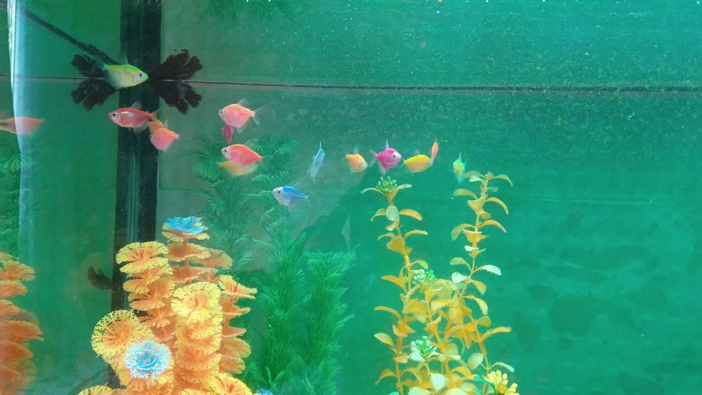 Аквариум с рыбками