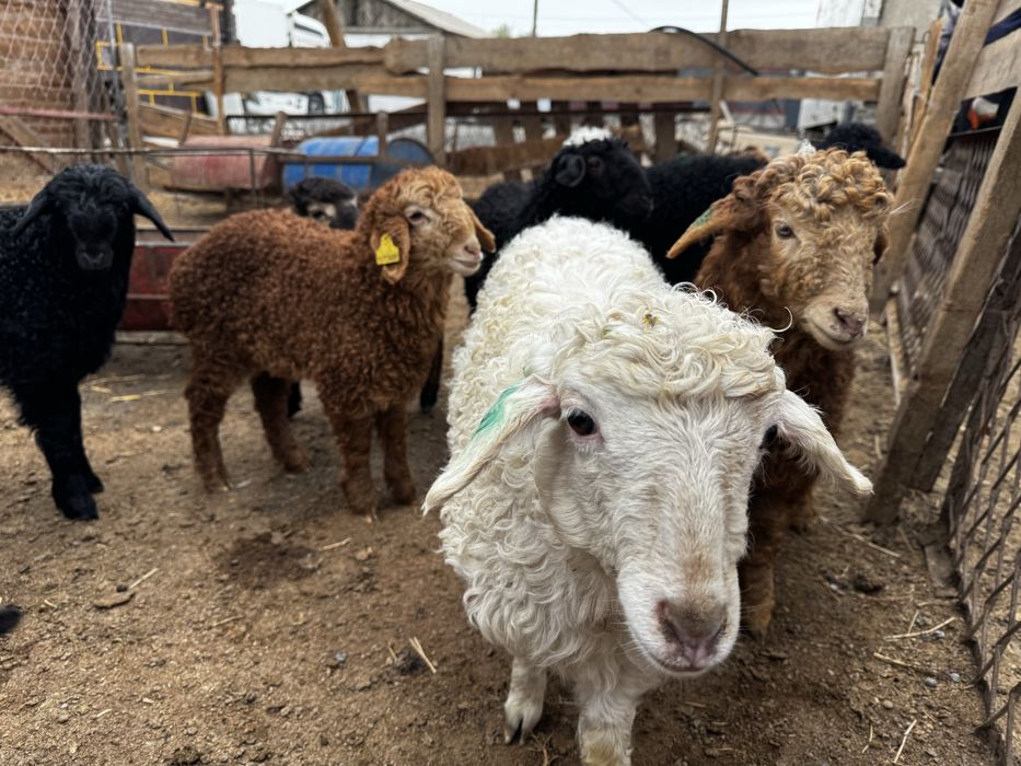 Оттыққан Қозылар Марқа қозылар