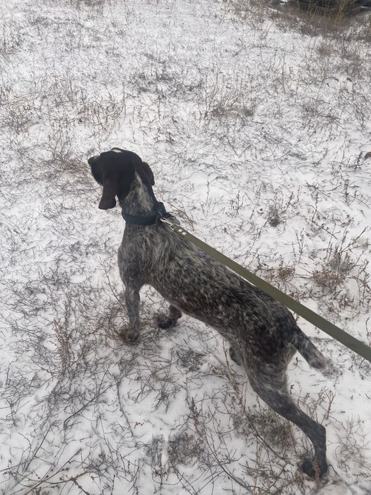 Охотичный собака