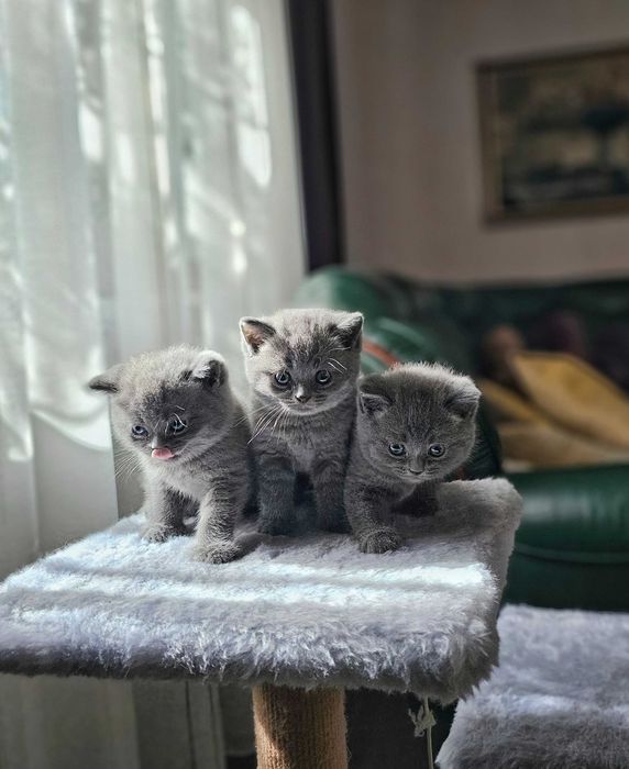 Котята британские короткошерстные