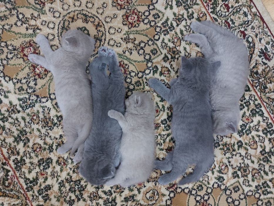 Вязка шотландского кота!