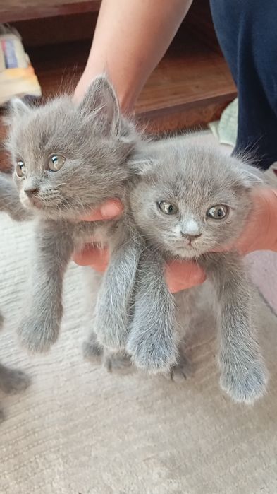 Mushuk urģochi 2 oylik