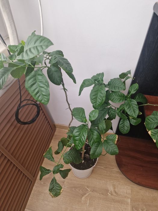 Комнатные цветы растения