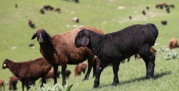 Қой сатылады. Продам баран, токтушки