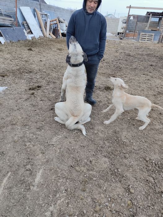 Тазы 5-6айлық еркек