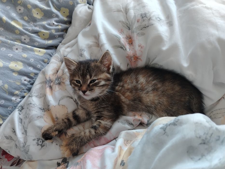 Отдам котёнка в добрые руки