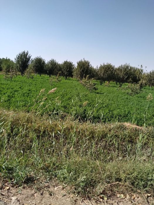 XIVA tumani DASHYOQda Tutar joy sotilad GALISHILADI