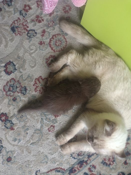 Котенок веслаухие