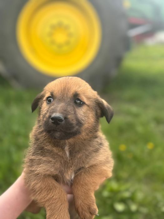 Adoptie caini-2 luni