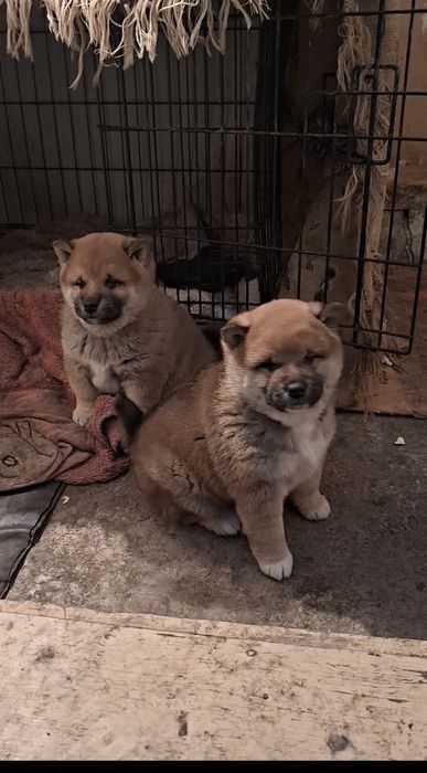 Продам щенков Сиба-ину мальчики )