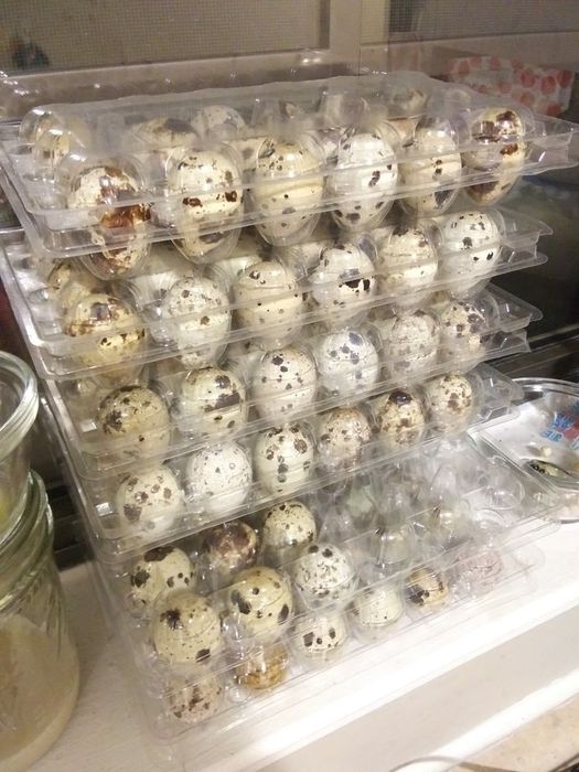 Перепелиные яйца