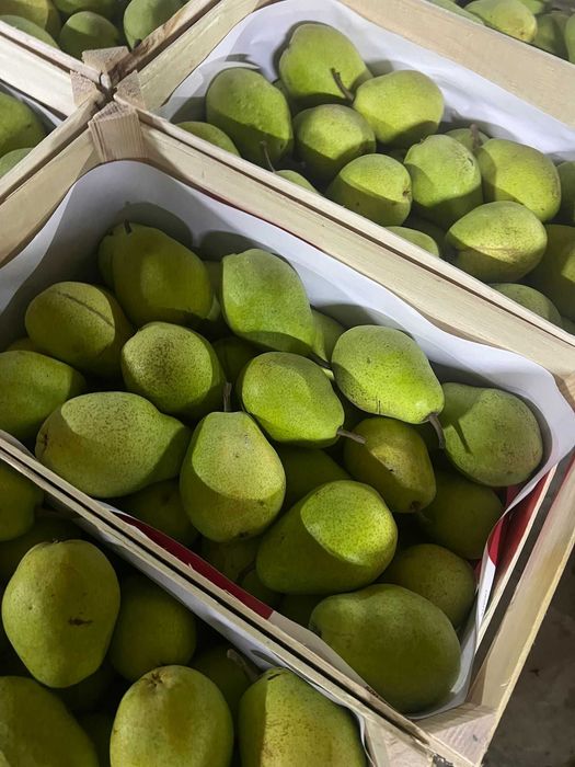 Vindem mere și pere EN-GROS