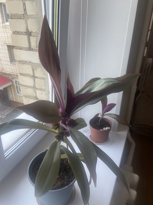 Продается цветок