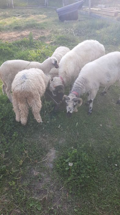 oi si berbecuti tineri superbi
