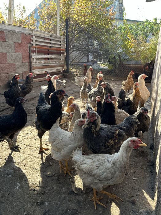 Куры домашнее животное