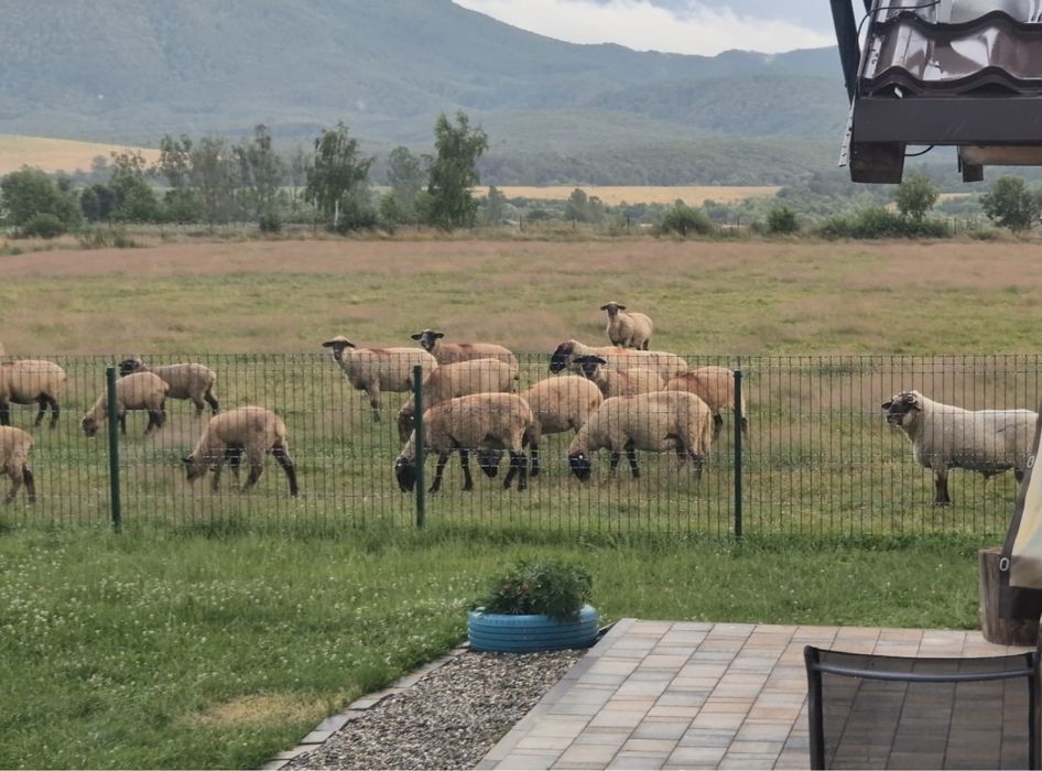 Oi de vanzare  mai multe detali la nr de tel