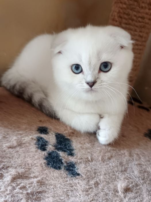 Зоогостиница передержка