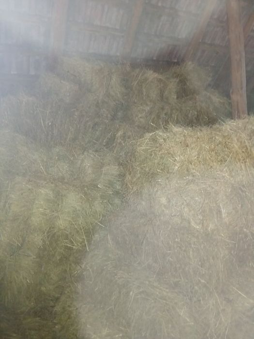 Baloți de fân și lucernă de bună calitate, de vânzare