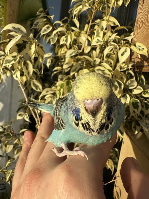 Выставочный волнистый Чех.