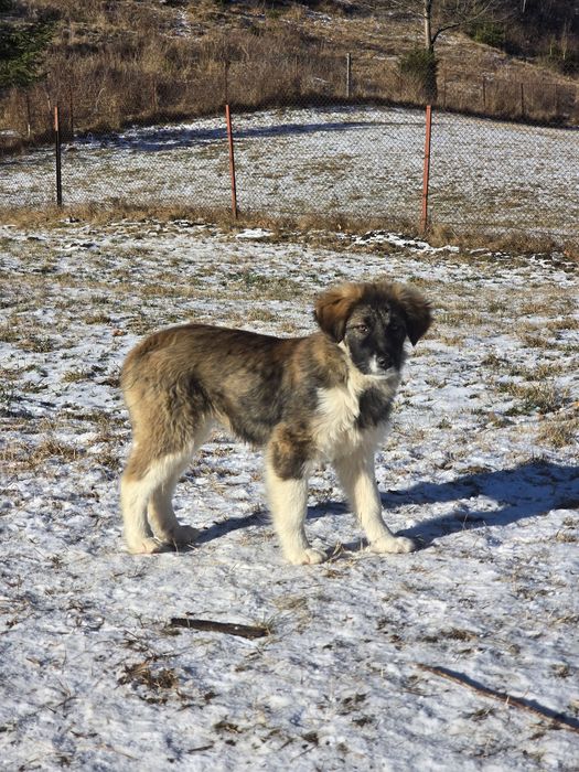 NOU Căței pentru adopție –nascuti la munte, caută familie