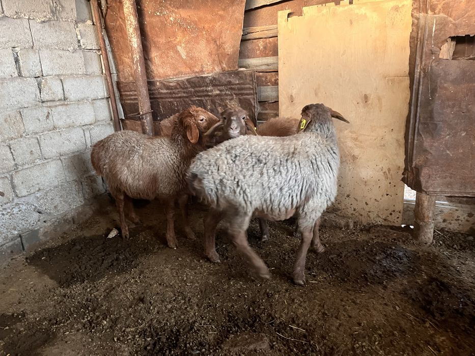 Водийдан кеган 10ойлик куйла