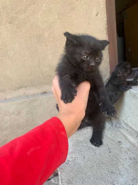 Отдам котят в добрые руки