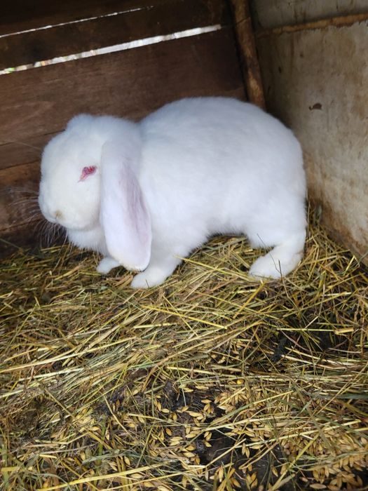 Iepuri Berbec german