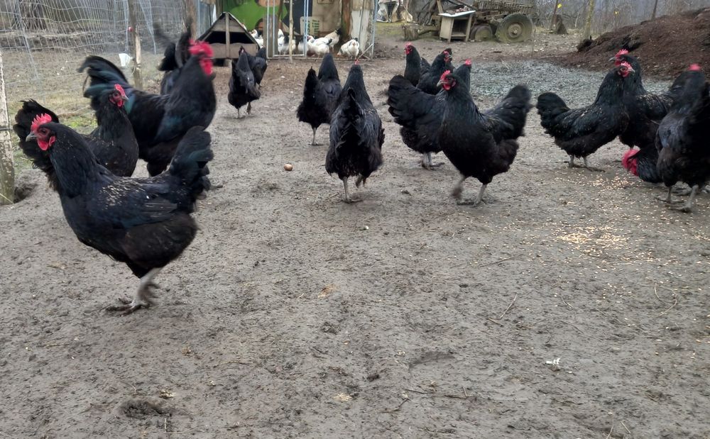 Ouă pentru incubat Australorp negru