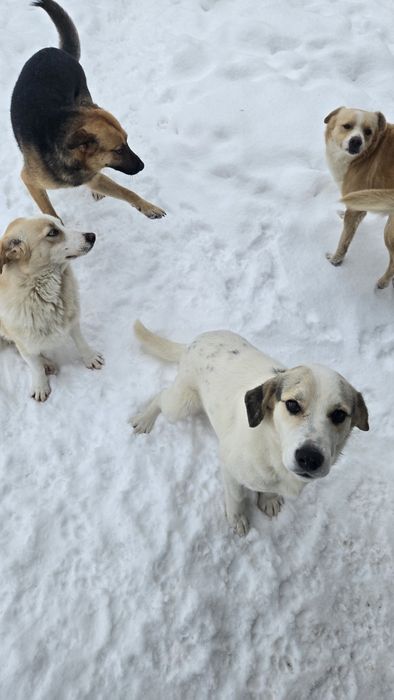 Cățel/Cățeii spre adopție