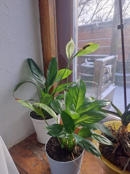 Продам цветы комнатные