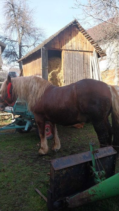 Vând armăsar, accept și probe.