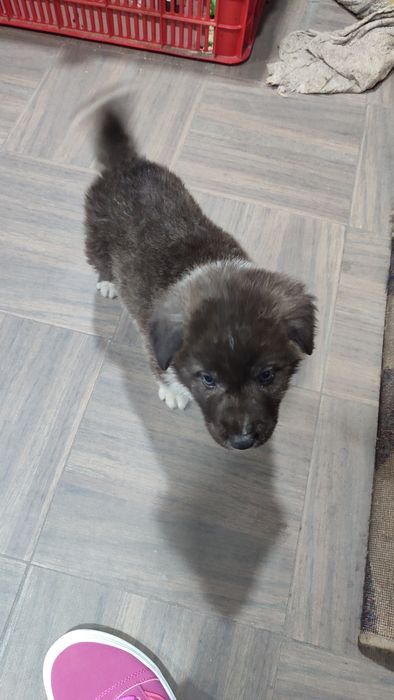 Продается ковказский алабай