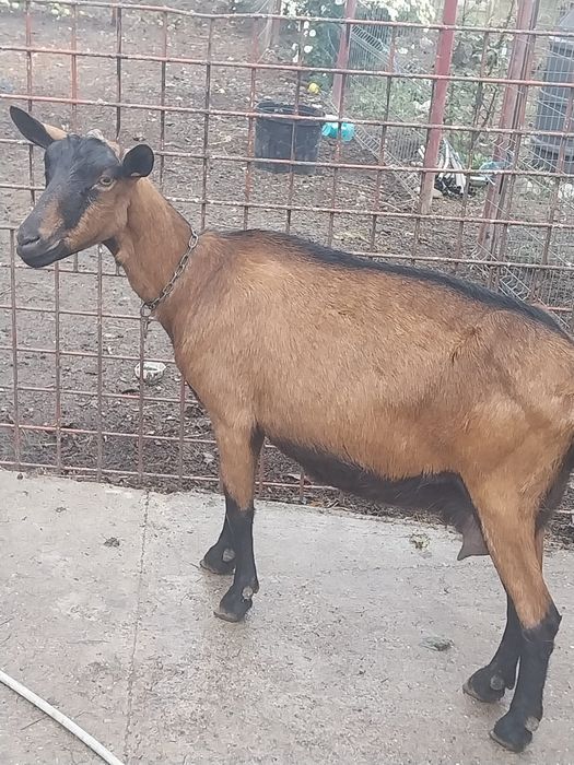 Vand capra alpina franceză