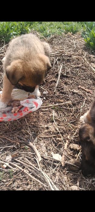 Отдам щенков в кыргауылды