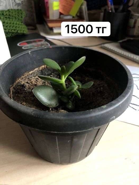продам денежное дерево с горшком срочно