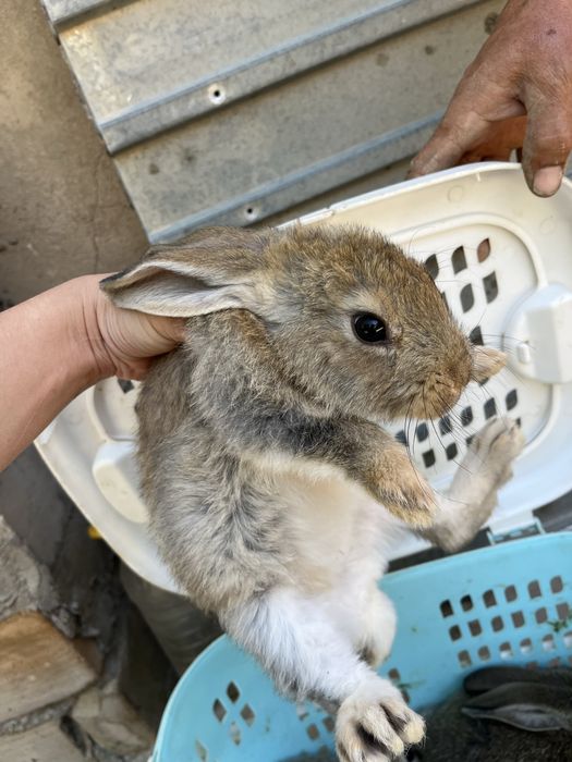 Коян кролик қоян