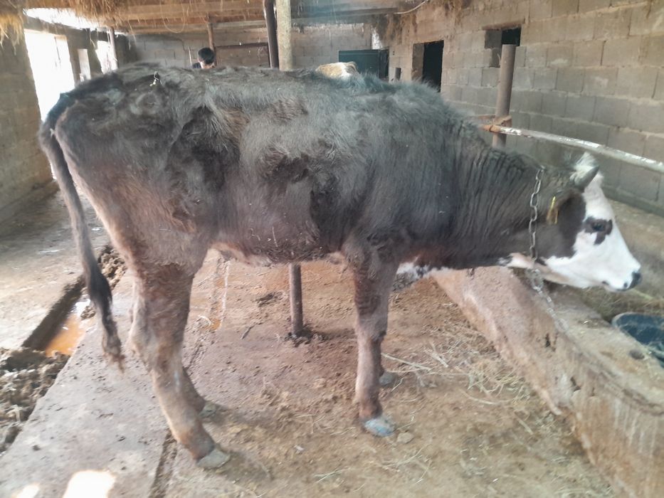 Сиыр корова қысыр