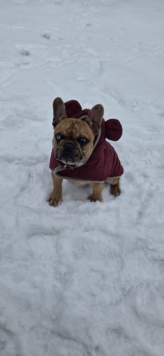 Femela Buldog Francez 6 luni