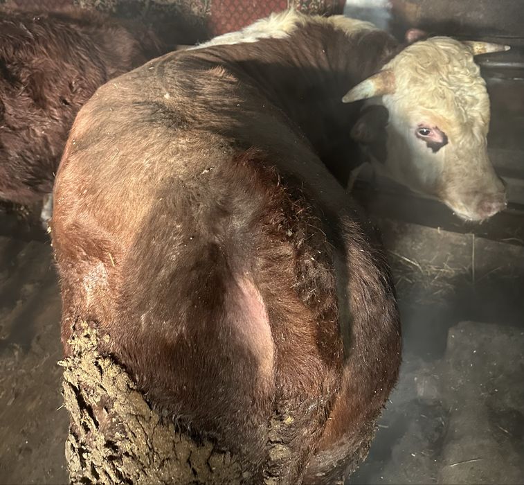 Продам бычков с откорма