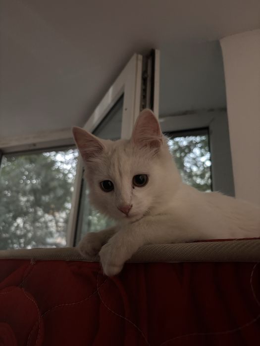 Котенок в добрые руки