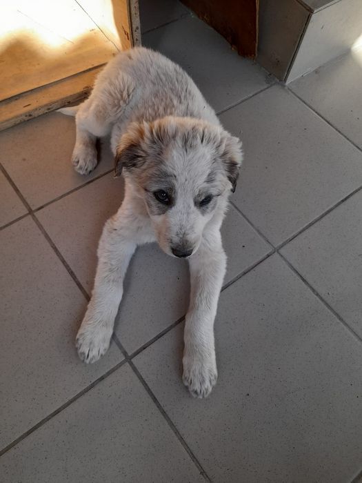 Отдам даром щенка