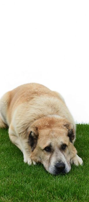 Дворянины и ПороДисТые ждут любящих хозяев