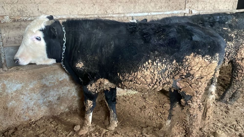 огиздер сатылады