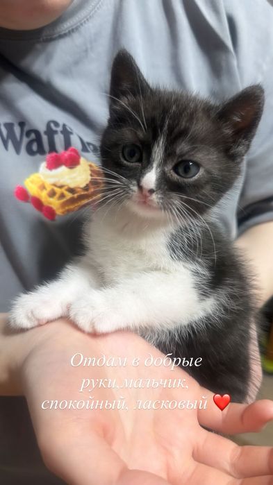 Отдадим котят в добрые руки