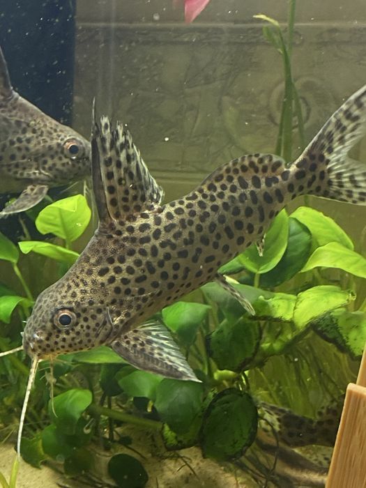 Продам сомов перевертышей