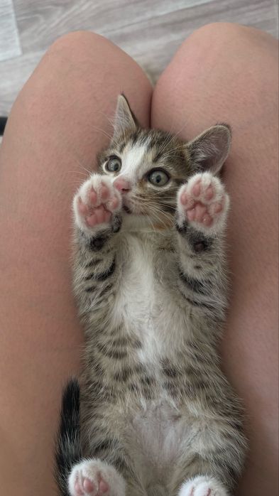 Котята в добрые ручки