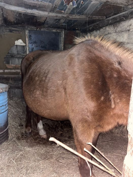 Продам кабылу